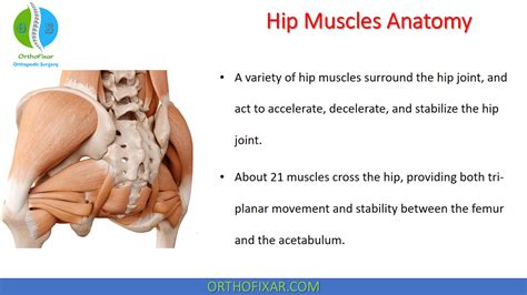Hip Muscles Anatomy • Easy Explained Orthofixar 2022 2022