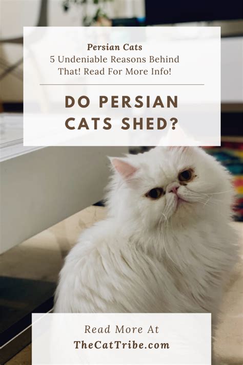 There may be a serious problem as the. Do Persian Cats Shed? 5 Undeniable Reasons Behind That ...