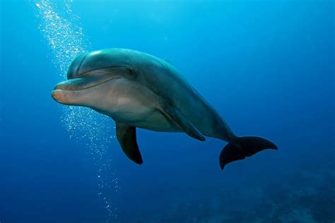 Everything You Need To Know About Bottlenose Dolphins