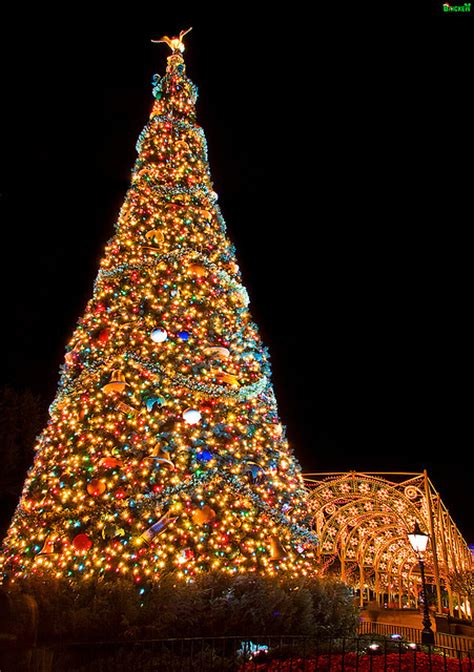 Tall Decorated Christmas Tree Pictures Photos And Images For Facebook