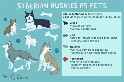 Siberian Husky Dog Breed Characteristics And Care