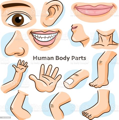 Las partes de tu cara entre tu nariz y tus orejas. Ilustración de Partes Del Cuerpo Humano Ilustración Vectorial y más Vectores Libres de Derechos ...