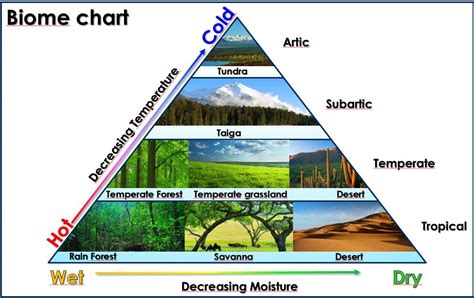 Biome Chart Triangles Earth Science Lessons Geography Lessons World
