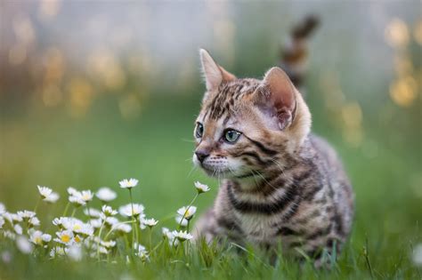 5 Steps To Letting Your Cat Outside This Summer Without Worry Pet