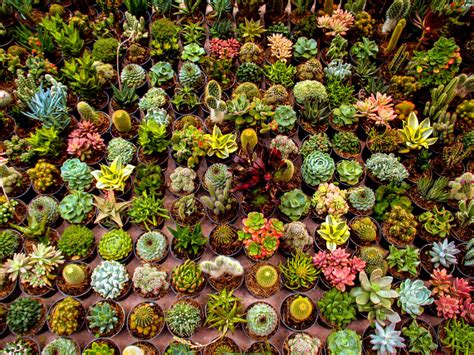 Browse Succulents By Common Name World Of Succulents