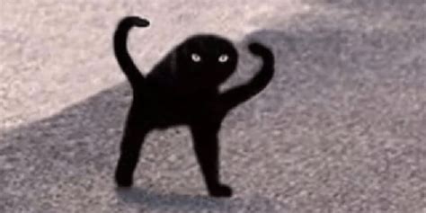 Angry Black Cat Meme Free Image Download