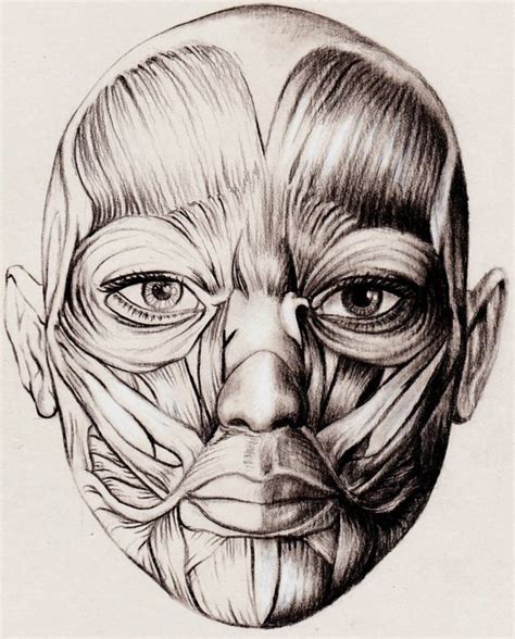 25 Anatomy Study Drawings By Veri Apriyatno Tutorial For Beginners