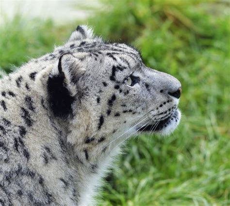 The Rare Snow Leopard Stock Photo Image Of Black Mountains 81104248