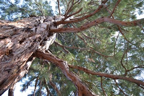 Mammoth Pine Tree Free Photo Download Freeimages