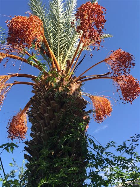 The fruit of the coconut (cocos nucifera) is technically a large, dry drupe (d) composed of a thin outer layer (exocarp), a thick, fibrous middle layer called a mesocarp (f), and a hard inner layer called an endocarp (e) that surrounds a large seed.the endocarp (a) contains three germination pores at one end, one of which the sprouting coconut palm grows through. Palm Tree With Orange Fruit Stock Image - Image of natural ...