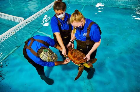 Rehabilitated Sea Turtles Prepare To Return To The Wild Bass Pro