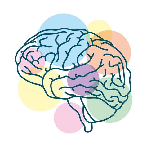 cerebro humano con círculos de colores Dibujos de psicologia Cerebro