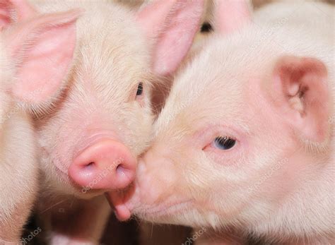 Pigs On Farm — Stock Photo © Tsekhmister 5104021
