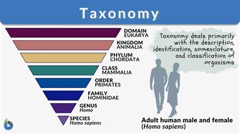 Taxonomy Definition Examples Classification Biology Online Dictionary