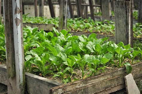 Berikut ini 7 jenis pupuk terbaik untuk kebun pupuk kandang adalah contoh pupuk organik yang paling sering digunakan karena mudah didapatkan dan murah. KEBAIKAN PERTANIAN ORGANIK | Panduan, Tips & Petua Blogs