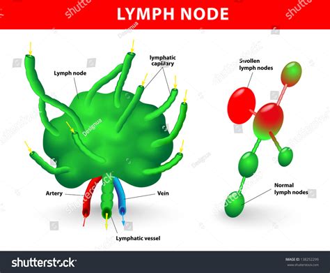 Lymph Node Lymph Gland Schematic Diagram Of Lymph Node Showing The