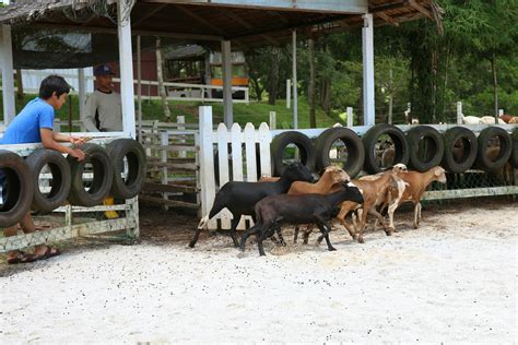 Uk farm agro resort di tubuhkan pada 31 oktober 2008 beroperasi di projek pertanian moden kluang, johor, malaysia Goat Catching Game with lunch @UK Farm Agro Resort
