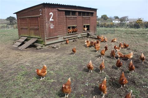 Bosavern Community Farm New Chickens