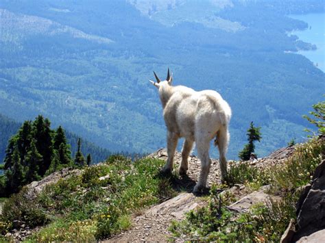 How Do Mountain Goats Get Their Incredible Cliff Climbing
