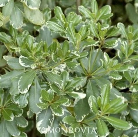 Maybe you would like to learn more about one of these? Variegated Mock Orange