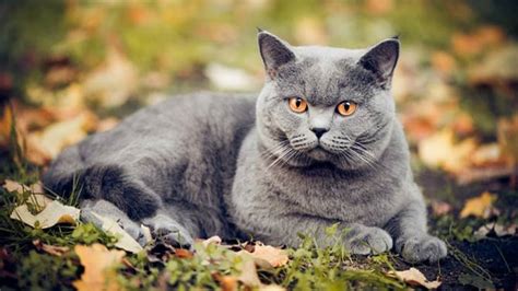 Chartreux A Cat With Orange Eyes