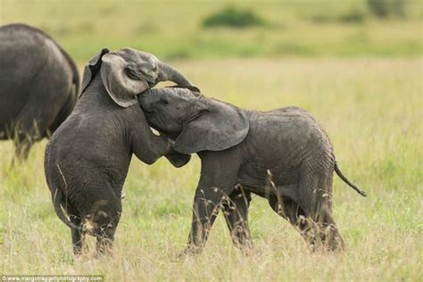 Pictures Show Infant Elephants Wrestling With Each Other