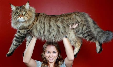 In 2010 Maine Coon Stewie Received The Title Of The Longest Cat In The