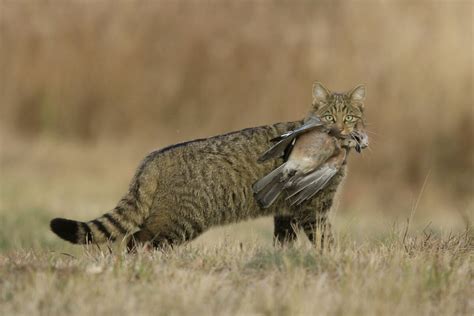 Nous, les chats sauvages, sommes d'abord et avant tout les humains de pépito, un magnifique félin borgne au valeureux pelage noir tirant sur le brun. Chat sauvage d'Europe - Notre Nature