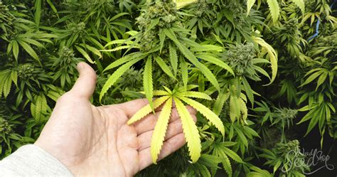 Spotting And Treating Sick Cannabis Plants Weedseedshop