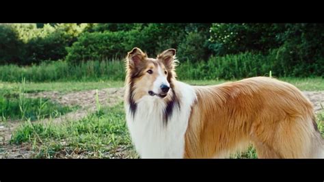 Lassie De Volta A Casa Lassie Come Home Trailer Oficial Pt Dobrado