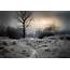 Dark Winter Trees Nature Landscape Wallpapers HD / Desktop And 