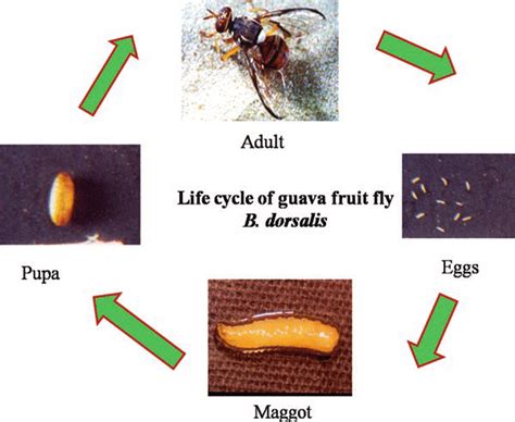 Life Cycle Of Guava Fruit Fly B Dorsalis Download Scientific Diagram
