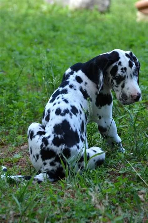 The great dane is one of the largest dog breeds, yet one of the most gentle. Service Dog Project Photos & Videos | Great dane dogs ...