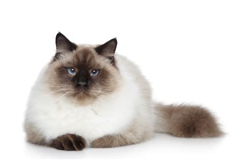 Birman Cat Breed Information Pictures Characteristics And Facts Cat