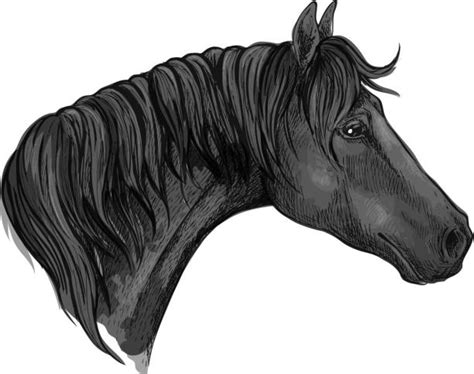 Horse Eye Illustrations Royalty Free Vector Graphics And Clip Art Istock