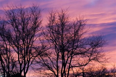 4189 Trees In A Purple Sunset Just A Pretty Sunset Shot Flickr