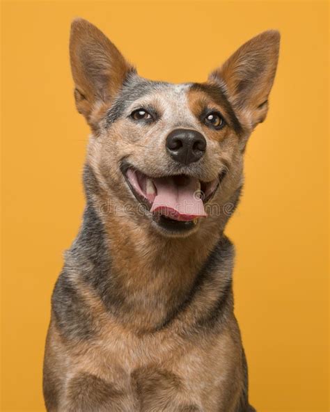 Portrait Of A Australian Cattle Dog With A Big Smile Looking Straight