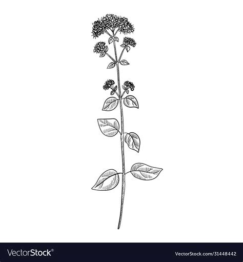 Drawing Oregano Plant Royalty Free Vector Image