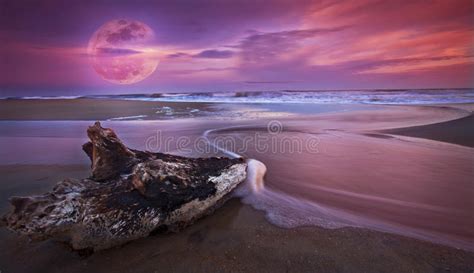 Drift Wood At Sunset On Sandy Beach And Full Moon Stock Image Image