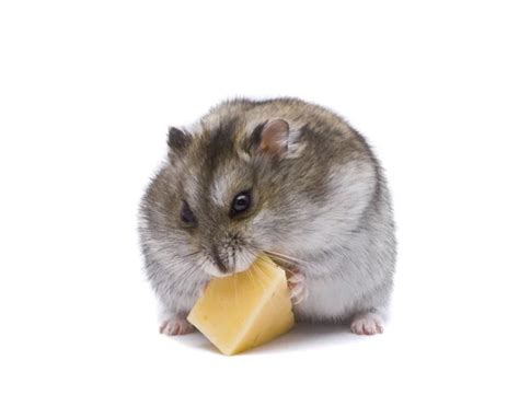 Little Dwarf Hamster Eating Cheese — Stock Photo © Hintaualiaksey 3289089