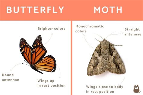 Butterfly Vs Moth Differences Between Moths And Butterflies With