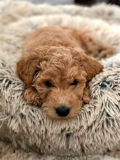 He's got the picture posing down. These beautiful Doodles are expecting a few litters of F1b ...