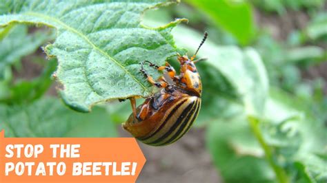 how to stop the potato beetle youtube