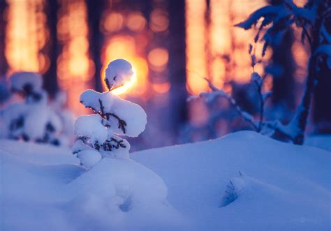 Sapling Under The Snow Blog Joni Niemelä Fine Art Photography