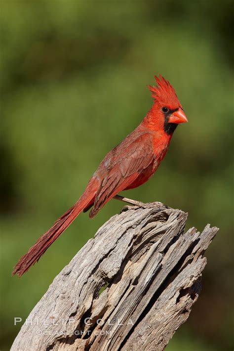 Northern Cardinal Male Cardinalis Cardinalis Photo Amado Arizona