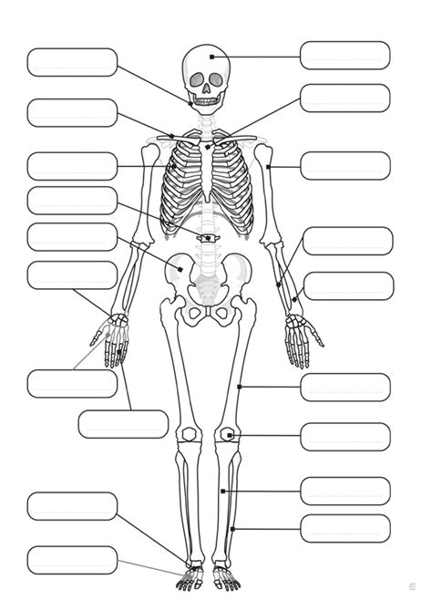 Dibujo Para Colorear De Un Esqueleto Humano Imagui