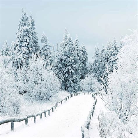 Beautiful Winter Scenic Photography Backdrop Snow Covered