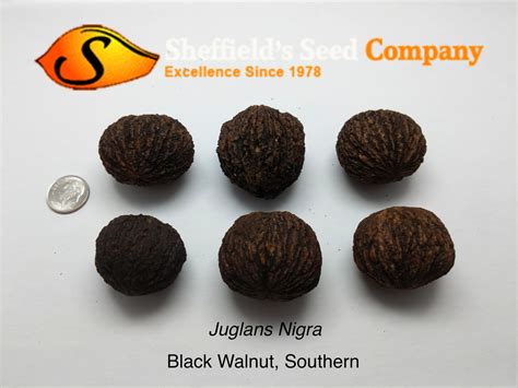 Juglans Nigra Southern Deciduous Edible Fruit Nuts Fruits Hardwood Shade Tree Black Walnut