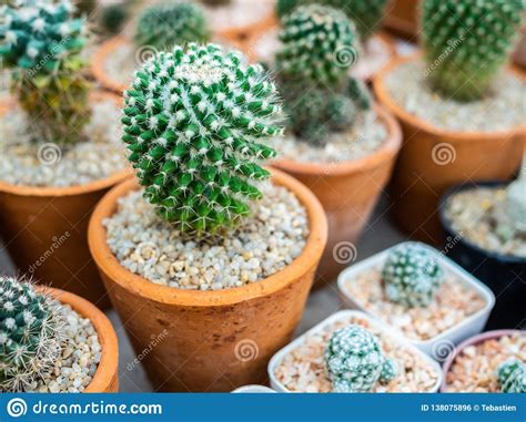 Cactus Plant In Pots Stock Photo Image Of Bright Flower