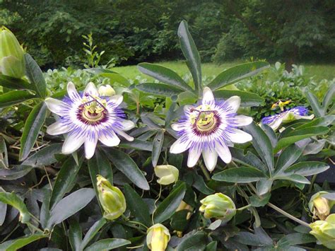 Blue Passion Flower Passiflora Caerulea By Gheldhon On Deviantart